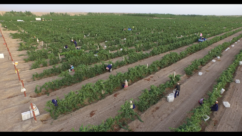 Video:2015 Vineyard Report (4) Most China wine regions start harvesting