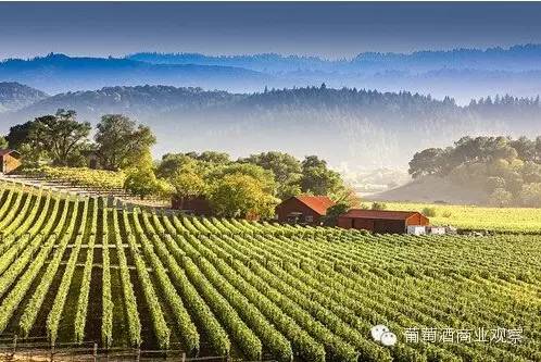 纳帕谷佳酿成为投资者新目标