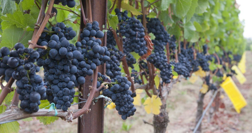 Auction to Put Oregon Pinot Centre Stage