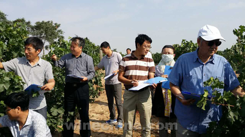 “2015宁夏产区优质葡萄园”评选活动正式启帷