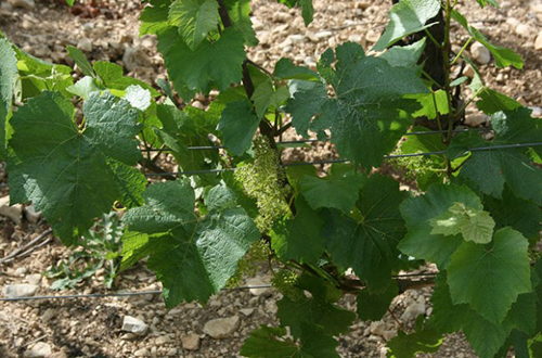 Hail hits Chablis on wine harvest eve