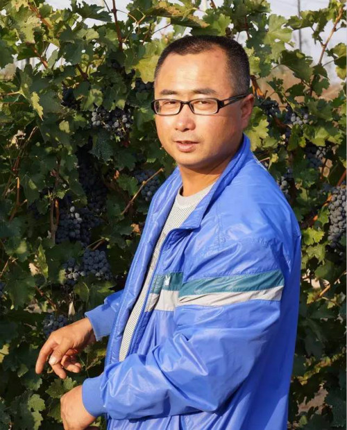 焦虑的采收季,谁来拯救葡萄农?