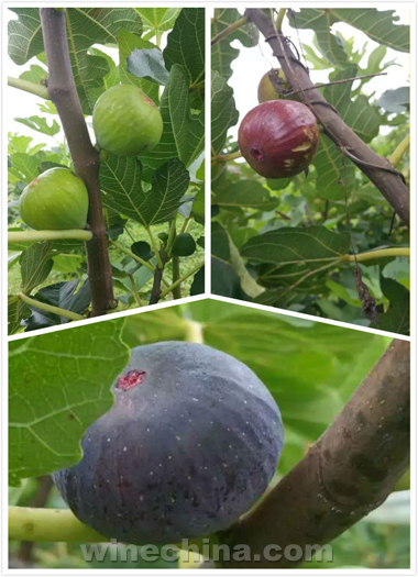 威海无花果生态园游记