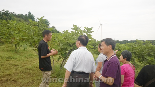 威海无花果生态园游记