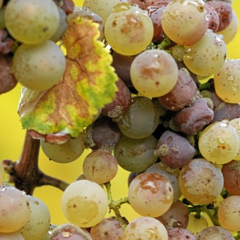 Investigation Into Fungicide Grape Damage Launched