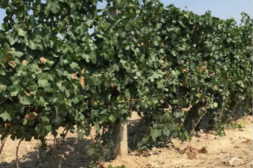 Wine Production at the East Foot of Helan Mountain Region 