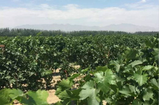 Wine Production at the East Foot of Helan Mountain Region 