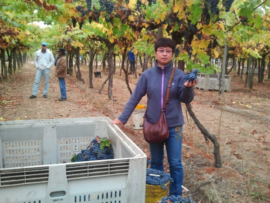 Chinese Winemakers (71) Yu Ying:To be winemaker with awe