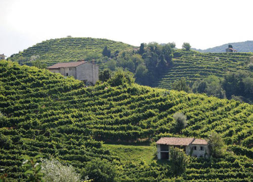 Prosecco on Track for 'Fabulous' 2015 Harvest