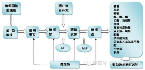 酵母氮素营养——从葡萄藤到葡萄酒