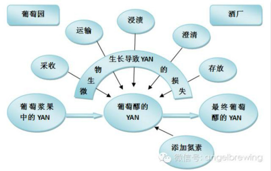 酵母氮素营养——从葡萄藤到葡萄酒