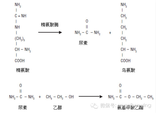 酵母氮素营养——从葡萄藤到葡萄酒