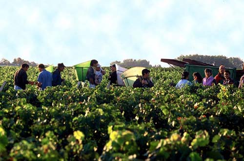 Mixed conditions for Bordeaux red harvest