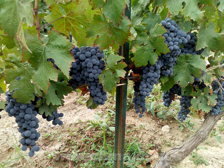 2015 Vineyard Report(5) Ningxia Region:Grape yields up but price down