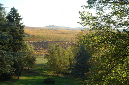 Beaujolais winemakers protest over low prices