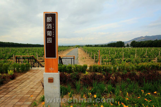 Chinese Winemakers (72) Sun Tengfei: A winemaker with dreams