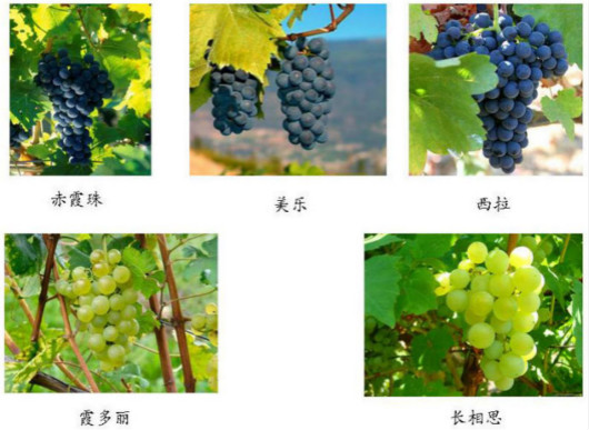 遗失的葡萄酒(第一章)——从古典时期到地理大发现的世界葡萄酒文明演变史