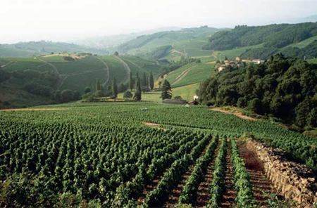 Beaujolais prices: Winemakers agree uneasy truce
