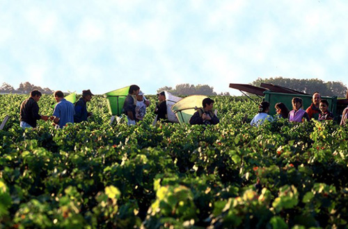 Europes 2015 wine harvest: On the verge of greatness?