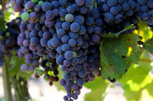 California 2015 wine harvest shrinks but quality high