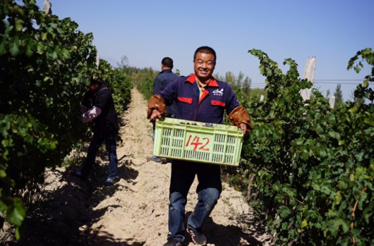 Ningxia 2015 harvest: Rain causes uncertainty