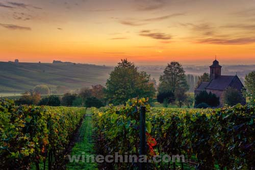 德国葡萄酒协会展团盛大亮相ProWine China 2015