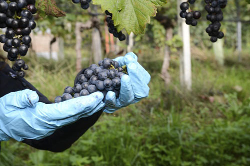 Rhone valley winemakers report top-quality 2015 harvest