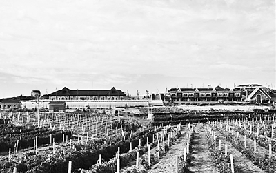 秦皇岛葡萄酒产业融入三次产业联动发展