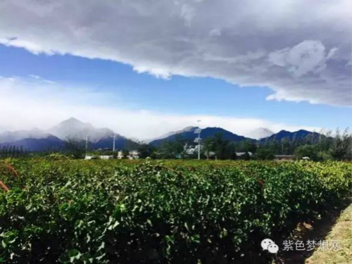 兰一酒庄:要做“黑马”中“汗血宝马”