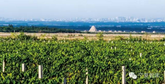 构建健康、可持续发展的宁夏葡萄产业发展新格