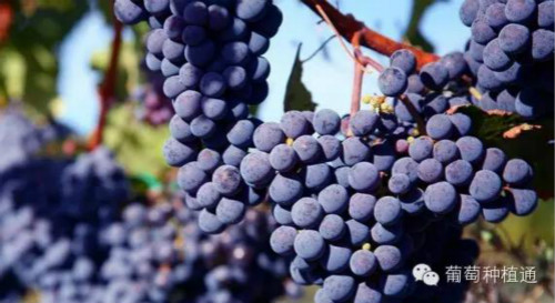葡萄水分管理的六个关键时期-中国葡萄酒信息网