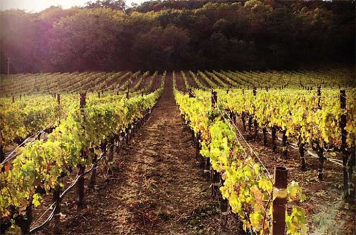 California 2015 wines scarce but promising? say producers