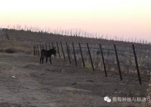 你的葡萄园用什么样的埋土机和出土机