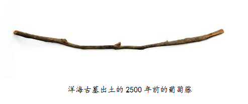 重塑中国葡萄酒产业竞争力要“美容”,而不是“整容”