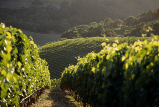 Napa Secures Recognition In Israel and Turkey