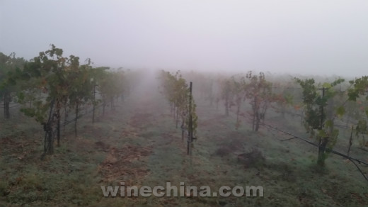加州葡萄酒旅行漫记(二)索诺玛的雾 (The Sonoma Fog)