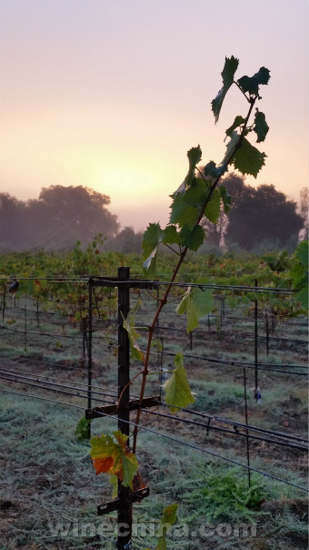 加州葡萄酒旅行漫记(二)索诺玛的雾 (The Sonoma Fog)