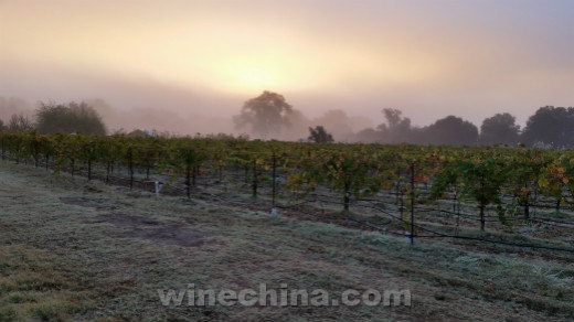 加州葡萄酒旅行漫记(二)索诺玛的雾 (The Sonoma Fog)