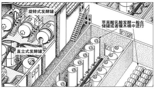 飞酿笔记(二十九)——苹乳发酵的常见影响因素