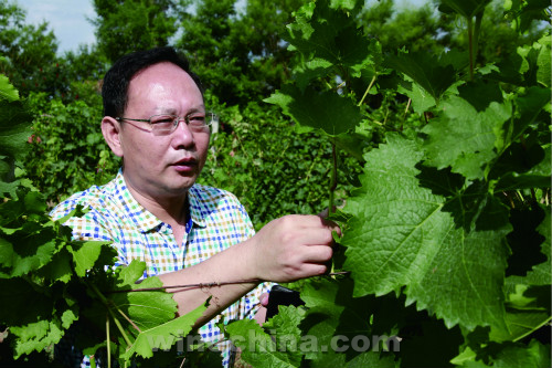 2015中国优质葡萄酒挑战赛获奖产品鉴赏(23)芳香庄园