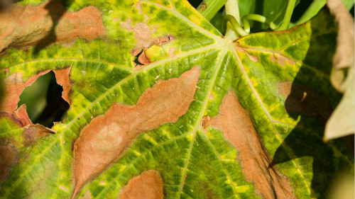 Napa and Sonoma Vintners See a Surge in Vine-Killing Pierce's Disease