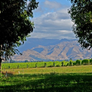 NZ To Host First Sauvignon Blanc World Conference