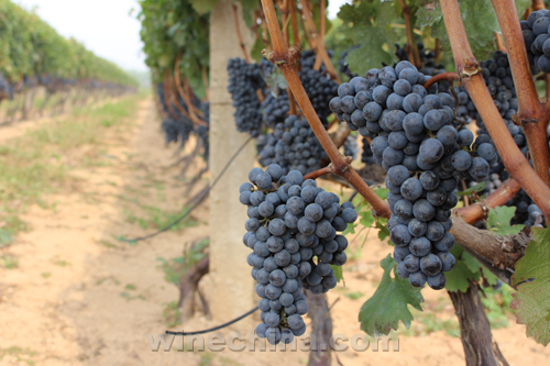 金士酒庄2015年份酿酒葡萄成长史