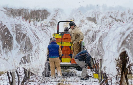美国五指湖产区迎来冰葡萄采收-中国葡萄酒信