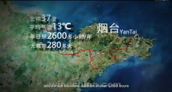 Video:Yantai Wine Region