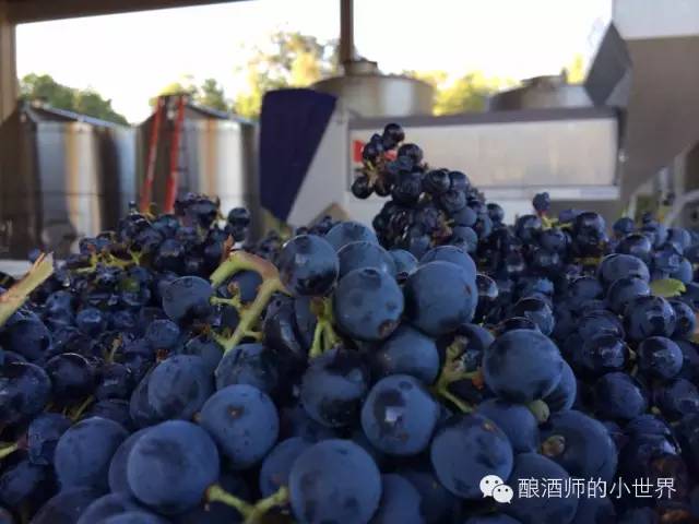 用生化数据告诉你为何”自酿葡萄酒“会令酿酒师闻风丧胆