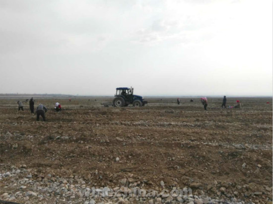 2016 Vineyard Report(3) Eastern Foot of Helan Mountain Region:De-bury Work Starts,Temperature May Decline in Next Few Days