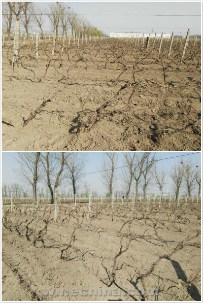 2016 Vineyard Report(4) Tian Jin Region:Vines tied to lines 