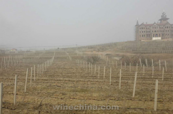2016 Vineyard Report(5)Jiaodong Region:Protection against cold and drought 