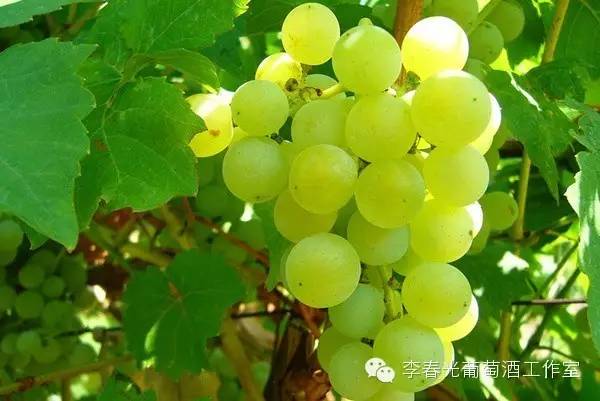 飞酿笔记(五十)——拿什么衡量你,成熟的白葡萄(下)